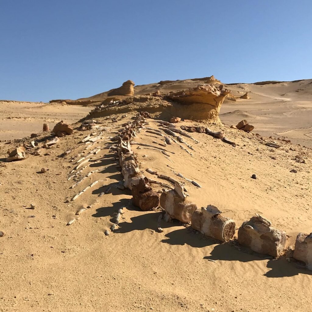 Fayoum Day Trip from Cairo: Wadi El Rayan, Wadi El Hitan & Desert Safari