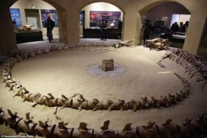 The largest intact Basulosaurus isis whale fossil, which is on display at the Wati El Hitan Fossils and Climate Change Museum, on the opening day, in the Fayoum oasis, Egypt, Thursday, Jan. 14, 2016. Egypt has cut the ribbon on the Middle Easts first fossil museum housing the world's largest intact skeleton of a "walking whale" in an attempt to attract much-needed tourists driven off by recent militant attacks.(AP Photo/Thomas Hartwell)